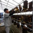 백봉흑염소 이미지