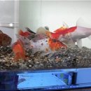 어항 이미지