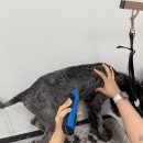 펫글뷰티 이미지