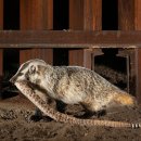 BLACK PINE RESORT 이미지