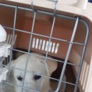 다솜켄넬 이미지