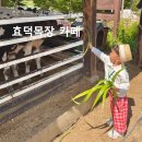 대흥목장 | 천안 아이와 가볼만한 곳, 효덕목장 카페 먹이 주기·피자 만들기 체험