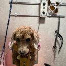 에니펫동물병원 이미지