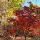 11월15(토)호암산 허릿길 돌아 삼성산 바라보며 관악산서울대 수목원 단풍 보러가기 초급자길 (마감) 이미지