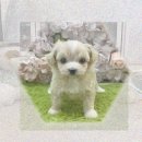 켓츠 | 구미 고양이무료분양? 발리네즈입양 현실 후기