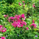 모네정원 이미지