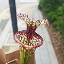 F88 | 헬로우가든 식물마켓 후기