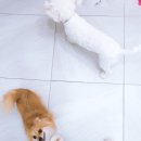 러블리펫텔 이미지