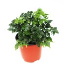 행복나무인테리어 이미지