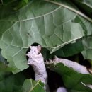 김영칠농장 이미지