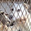 개랑, 마리 이미지