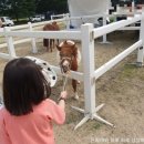 [25년 과천 토리아리배 전국 유소년 승마 페스티벌(제3차) | 2025년 과천 토리아리배 전국 유소년 승마 페스티벌 승마체험