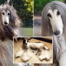 댕댕이미용실 이미지