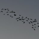 철새보는집 이미지