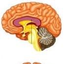 뇌량 Corpus callosum 이미지