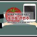 [토마토 관련주] 4배 상승한 토마토, 1kg이면 아이폰을 살 수 있다?