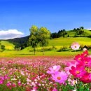 아름다움 이미지