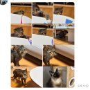 강아지를부탁해(돌봄) | 명절에 펫봄으로 쉬운 반려동물 돌봄
