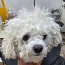 마이뷰티독 문래역점 | 일산애견미용 세심한 손길! 마이뷰티독 원마운트점