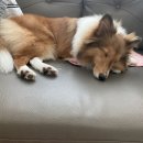 아이봄동물병원 이미지