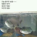 ＜대구달서구＞ 제일 유명횟집 진천동 동백아파트앞 (0387) 이미지