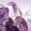 금성 담쟁이 이미지