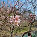 복숭아꽃 살구꽃 이미지