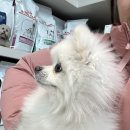 은쌤동물병원 이미지