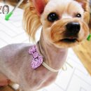 도토리펫샵 이미지