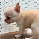 쿨펫(평촌) 네이버블로그