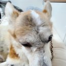 24시 잠실온 동물병원 이미지