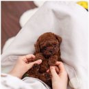 한강동물병원 | 다산생태공원 산책을 그리며! 인천유앤미펫에서 경험한 남양주강아지분양 솔직 후기