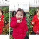 행복한 딸기농장 이미지