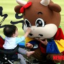 횡성한우축제장(섬강둔치) 이미지