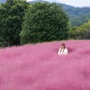 꽃들의 향연 이미지