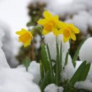 안다로미 이미지