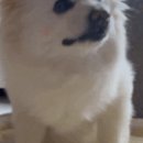 바우미우 이미지