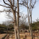 후덕물산앞↔대양제지앞 | 다음수도권산악회 제28차 괴산 등잔봉~천장봉~삼성봉과 산막이옛길-과거 장원급제 기원 등잔불 켜고...