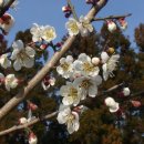 매화랜드 이미지