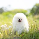 마리켄넬 이미지