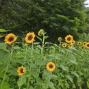 담소원펜션 이미지