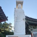 홍금동물병원 | · 강아지 담낭점액종 수술 후기 2 :: 담낭 절제술 후 일주일만에 재수술 담관 카테터 삽입, 그렇게...