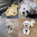 프롬퍼피 이미지