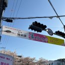 통영중학교 | 경남 진주근교 벚꽃축제 추천 통영 봉숫골 후기 🌸 사람 적고 분위기 좋은 벚꽃명소