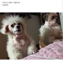 봉자