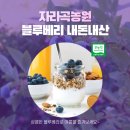 성수문량길 | 자라곡농원의 무농약 블루베리로 여름을 즐기세요