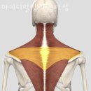 아이디얼핏 이미지
