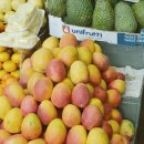 파란망고 이미지