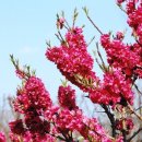 복숭아꽃 살구꽃 이미지