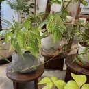 수플라워 | 강남 당일 꽃배달 가능한 반포꽃집 #나무수플라워앤가든 미니화분 셀프 선물